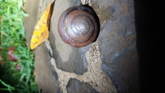 Sphaerospira fraseri