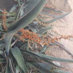 Sansevieria aethiopica