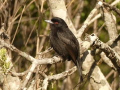 Knipolegus cyanirostris