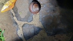 Sphaerospira fraseri