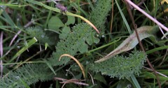 Achillea millefolium