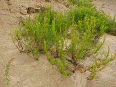 Artemisia arenaria