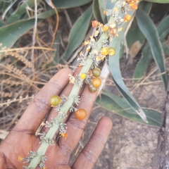 Sansevieria aethiopica