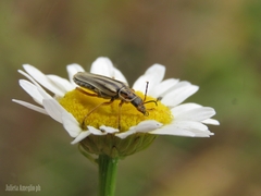 Chauliognathus scriptus
