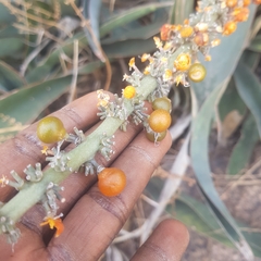 Sansevieria aethiopica