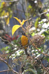 Anisognathus lacrymosus