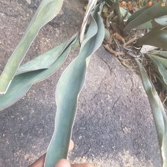 Sansevieria aethiopica