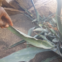 Sansevieria aethiopica