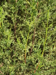 Cupressus dupreziana