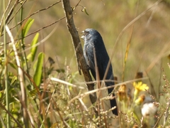 Cyanoloxia glaucocaerulea