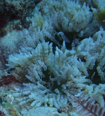 Heteractis aurora