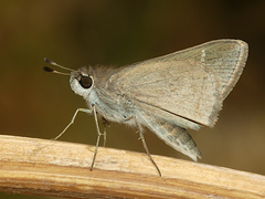 Lerodea eufala eufala