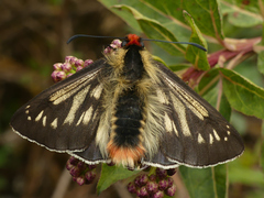Metardaris cosinga