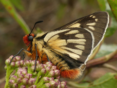 Metardaris cosinga