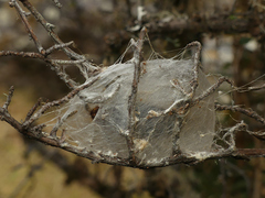 Metardaris cosinga