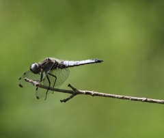 Libellula fulva