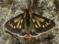 Metardaris cosinga