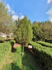 Cupressus dupreziana