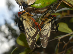 Metardaris cosinga