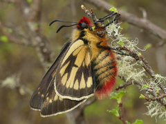 Metardaris cosinga