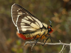 Metardaris cosinga