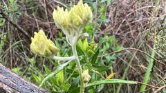 Achyrocline saturejoides