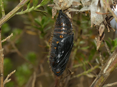 Metardaris cosinga