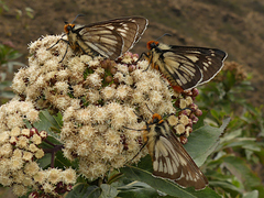 Metardaris cosinga