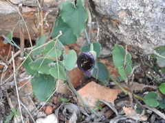 Aristolochia baetica