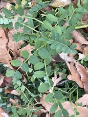 Securigera securidaca