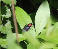 Clitellaria ephippium