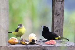 Ramphocelus flammigerus icteronotus