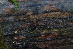 Rilaena triangularis