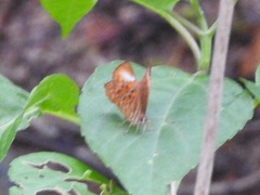 Taxila haquinus
