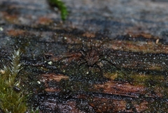 Rilaena triangularis