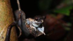 Leptobrachella gracilis