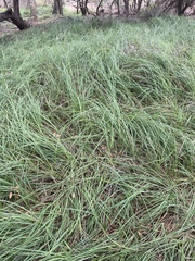 Carex spissa