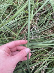 Carex spissa