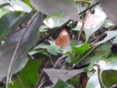 Taxila haquinus