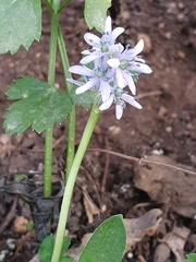 Hyacinthoides lingulata