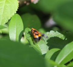 Volucella inflata