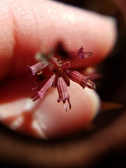 Clinopodium carolinianum
