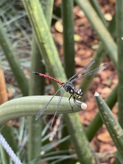 Agrionoptera insignis