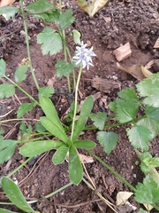 Hyacinthoides lingulata
