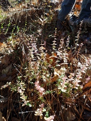 Clinopodium carolinianum