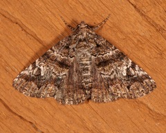 Metria amella