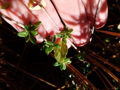 Clinopodium carolinianum