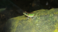 Chalcorana megalonesa