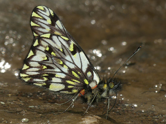 Catasticta modesta
