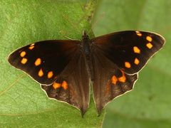 Corades cistene